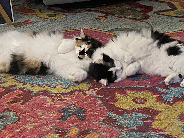 Two cats Bella and Gracie